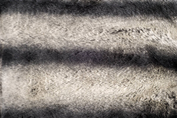rabbit fur texture, background. a burrowing, gregarious, plant-eating mammal with long ears, long hind legs, and a short tail.