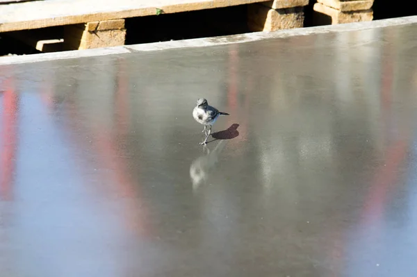 Zelf Herverdeling Vloeren Het Patroon Achtergrond Het Onderste Oppervlak Van — Stockfoto