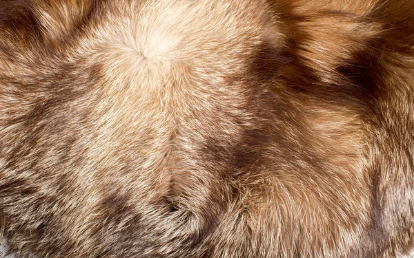 这件外套的动物 这种动物的毛皮 纹理背景 狐狸的皮毛 — 图库照片