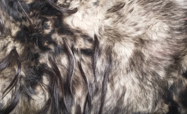 fur. The coat of the animal. The fur of the animal. texture Background