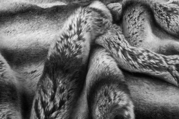 rabbit fur texture, background