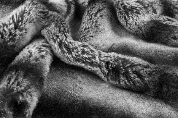 Tavşan kürkü dokusu, arka plan — Stok fotoğraf