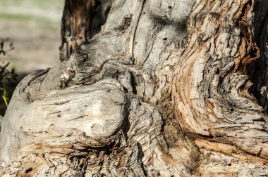 Ağaç kabuğu. Yaşlı bir ağaç kabuğu