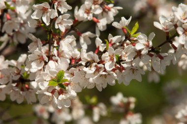 nanking kiraz prunus tomentosa bahar çiçekleri. Bahar çiçeği: çiçeklenme Gülgiller