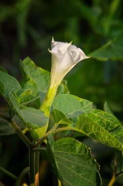 Datura. Uyuşturucu, tatula, diken-elma, jimsonweed. Datura çiçek sokak fotoğrafı