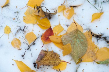 Sonbahar kar bırakıyor. doku. Kar ilk Güz. Sarı huş ağacı yaprakları karda