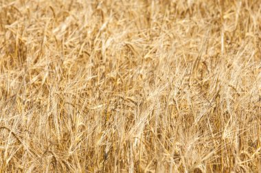 Bir buğday alan doku. Altın olgun buğday