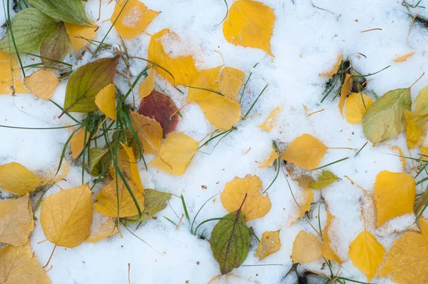 Bladeren Herfst Sneeuw Het Patroon Eerste Val Van Sneeuw Yearling — Stockfoto