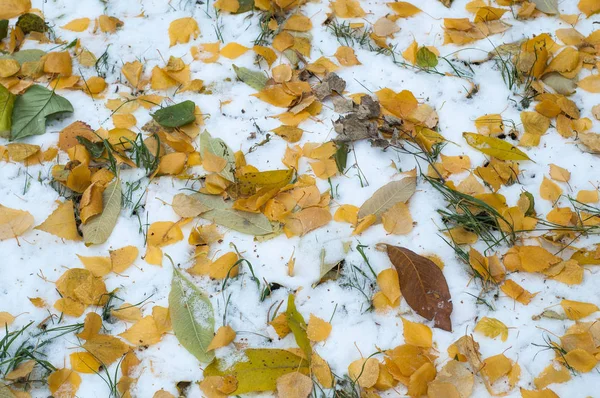 葉秋に雪 テクスチャです 雪の最初の秋 雪の中で黄色の白樺の葉 — ストック写真