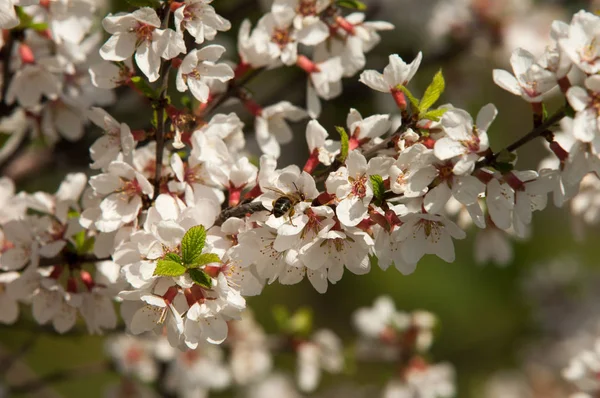 Květy Třešně Prunus Tomentosa Nankingu Jaře Jarní Květina Kvetoucí Růžovité — Stock fotografie