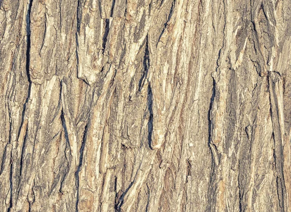 Tree Bark Bark Old Tree — Stock Photo, Image