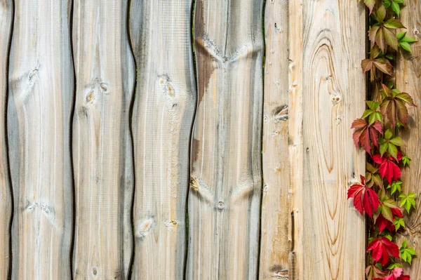 Textur Der Holzstruktur — Stockfoto