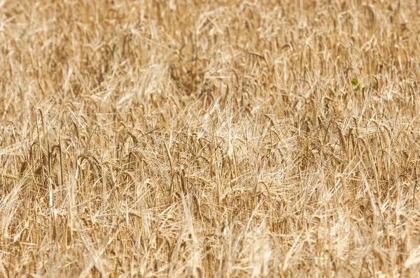 Textura Pšeničné Pole Zralé Pšenice Golden — Stock fotografie