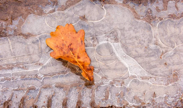 Une Flaque Glace Feuille Chêne Automne Mystérieuse Figure Glace — Photo