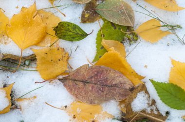Sonbahar kar bırakıyor. doku. Kar ilk Güz. Sarı huş ağacı yaprakları karda