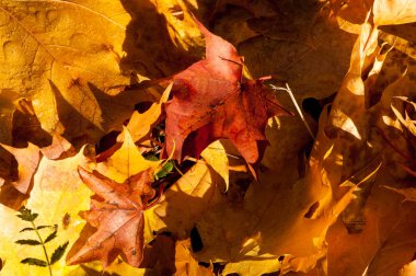 Sonbahar akçaağaç yapraklarının dokusu. Sonbahar parkında çekilmiş.