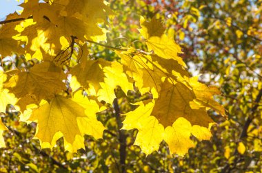 Sonbahar yaprakları doku. Sonbahar parkta fotoğrafı