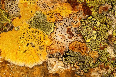 Liken taş dokusuna. Kaba granit taş arka plan doku Rock. Eski bir taş duvar.