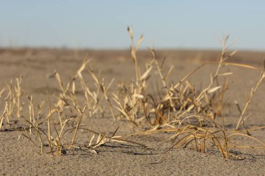 Kum doku. Vahşi doğada kum