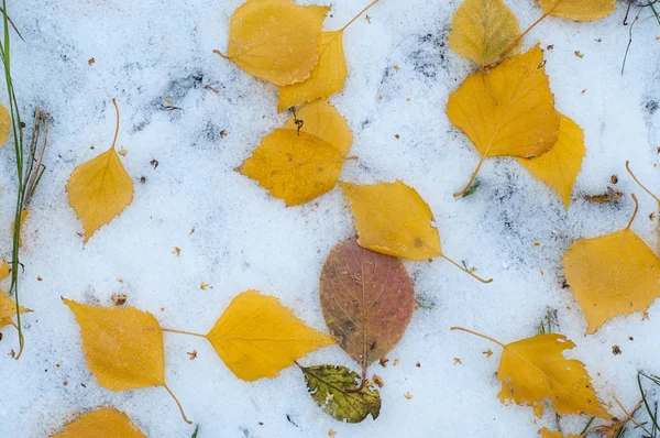 Lässt Herbstschnee Liegen Textur Der Erste Schneefall Gelbe Birkenblätter Schnee — Stockfoto