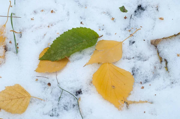 Leaves Autumn Snow Texture First Fall Snow Yellow Birch Leaves — Stock Photo, Image