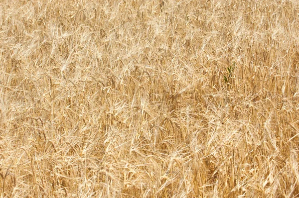 Textura Pšeničné Pole Zralé Pšenice Golden — Stock fotografie