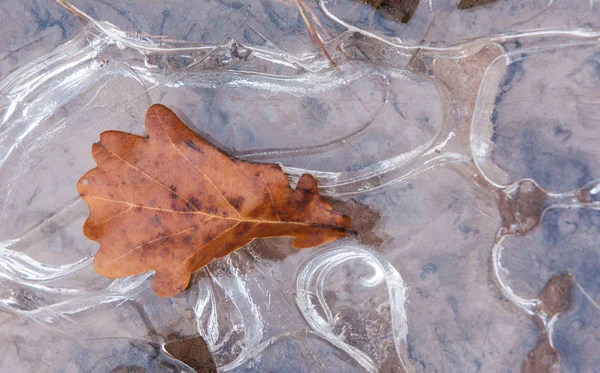 Eispfütze Eichenblatt Herbst Geheimnisvolles Figureis — Stockfoto