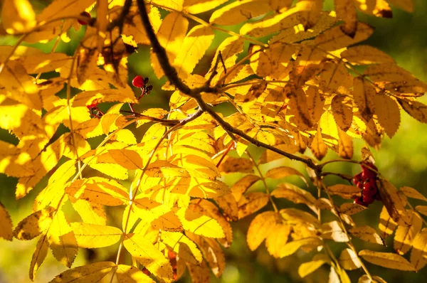 Texture Autumn Leaves Photographed Autumn Park — Stock Photo, Image