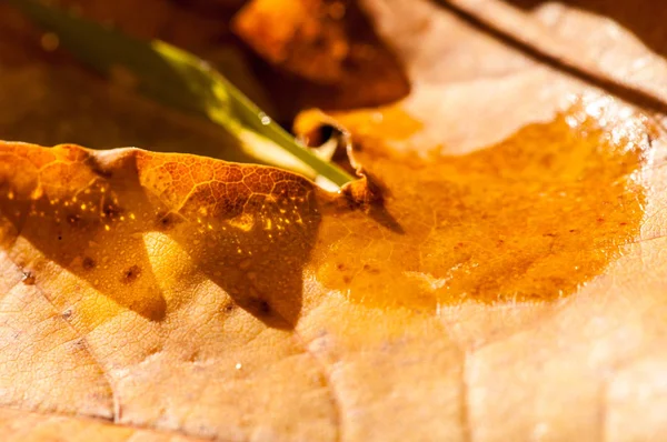 Текстура Осенних Листьев Фотография Осеннем Парке — стоковое фото