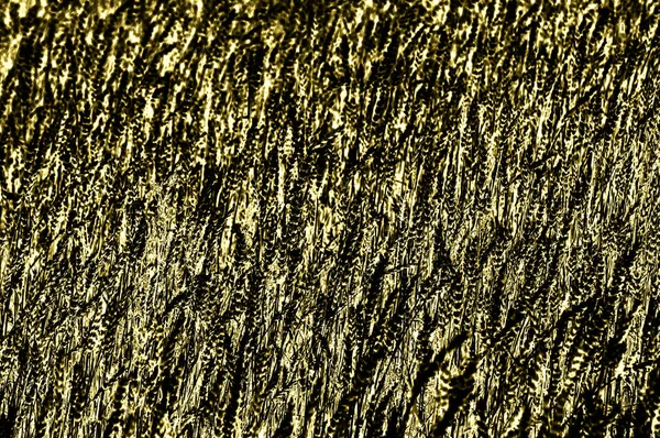 Bir Buğday Alan Doku Altın Olgun Buğday — Stok fotoğraf