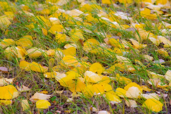 Texture of autumn leaves. Photographed in the autumn park