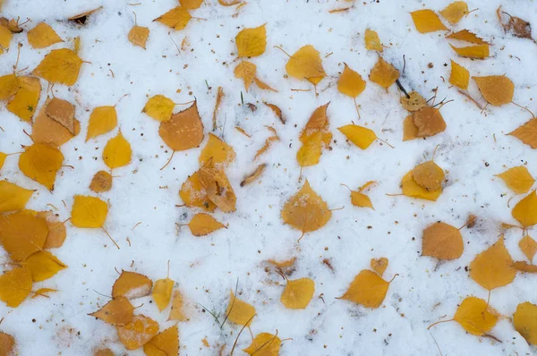 Laisse Neige Automne Texture Première Chute Neige Feuilles Bouleau Jaune — Photo