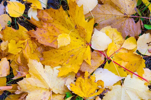 Texture Des Feuilles Automne Photographié Dans Parc Automne — Photo