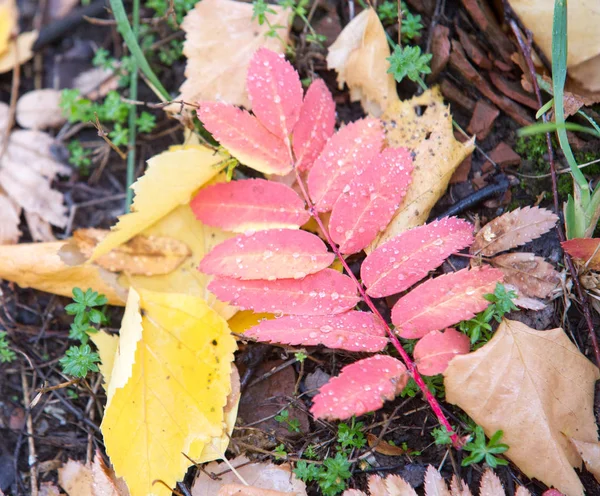 Textur Der Herbstblätter Fotografiert Herbstlichen Park — Stockfoto