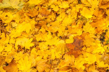 Sonbahar akçaağaç yaprakları dokusuna