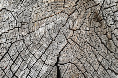 Doku eski ahşap yapı. 