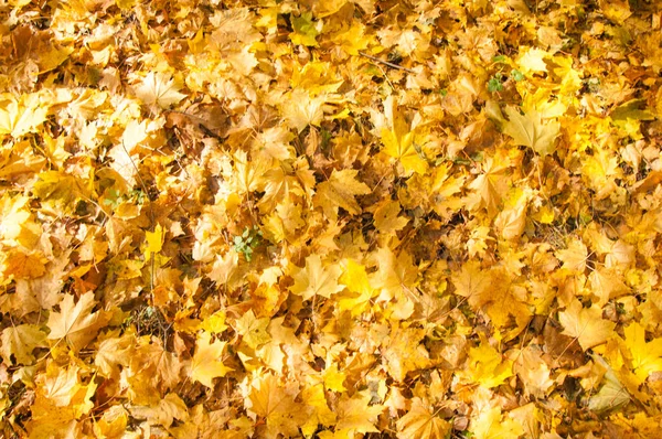 Texture delle foglie d'acero autunnale — Foto Stock