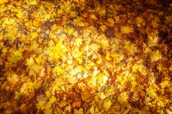 Texture Delle Foglie Acero Autunnale Fotografato Nel Parco Autunnale — Foto Stock