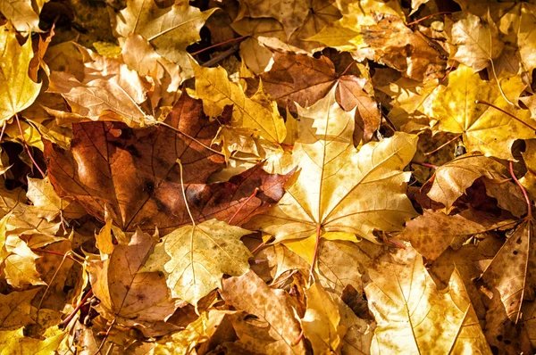 Textura de folhas de bordo de outono — Fotografia de Stock