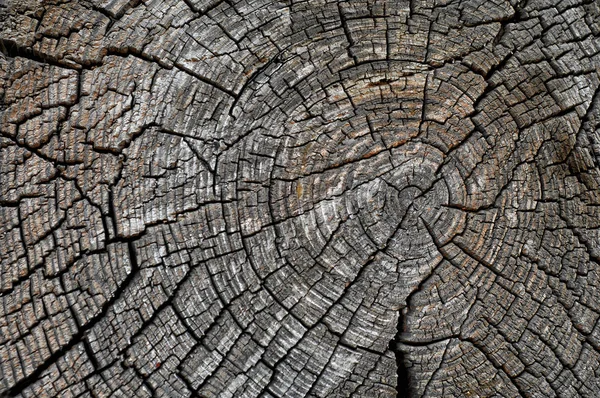 Texture of old wood — Stock Photo, Image