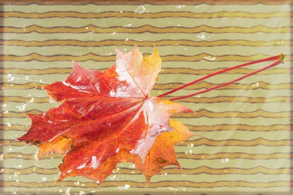 Textura Folhas Outono Fotografado Parque Outono — Fotografia de Stock