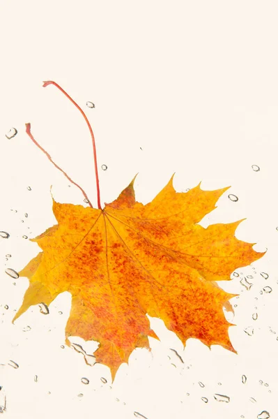 Textura Podzimní Listí Fotografoval Podzimním Parku — Stock fotografie