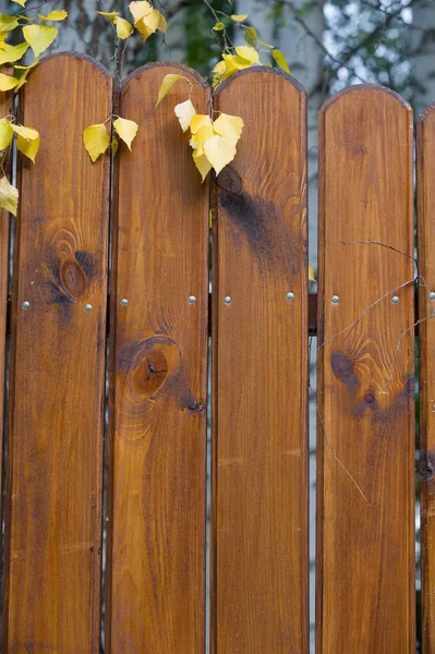 Texture Wood Structure — Stock Photo, Image