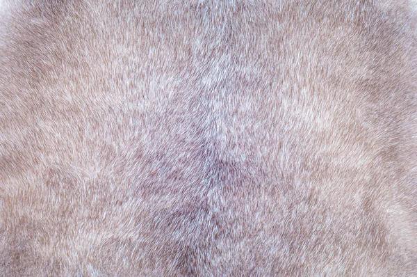 Mink Fur Texture Mink Coat Photographed Studio — Stock Photo, Image