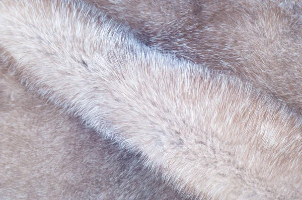 水貂皮草质地 在工作室里拍到的貂皮大衣 — 图库照片