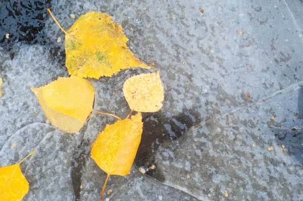 Autumn Hojas Charco Hielo Fotografiado Calle — Foto de Stock