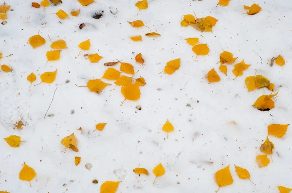 叶秋雪纹理 在大街上拍照 — 图库照片