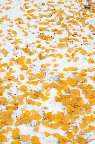 Φύλλα Φθινοπώρου Υφή Χιόνι Φωτογραφήθηκε Στην Οδό — Φωτογραφία Αρχείου