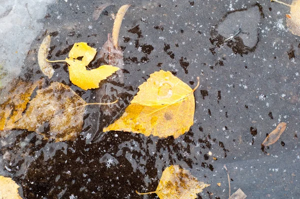 Autumn Leaves Ice Puddle Photographed Street — Stock Photo, Image