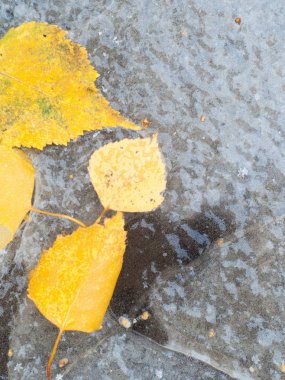 Sonbahar yaprakları buz su birikintisi. Sokakta fotoğrafı